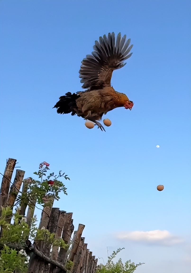 “狗界巅峰”：“把鸭当妈”骑鸭背上，全网最萌小狗吸粉550万