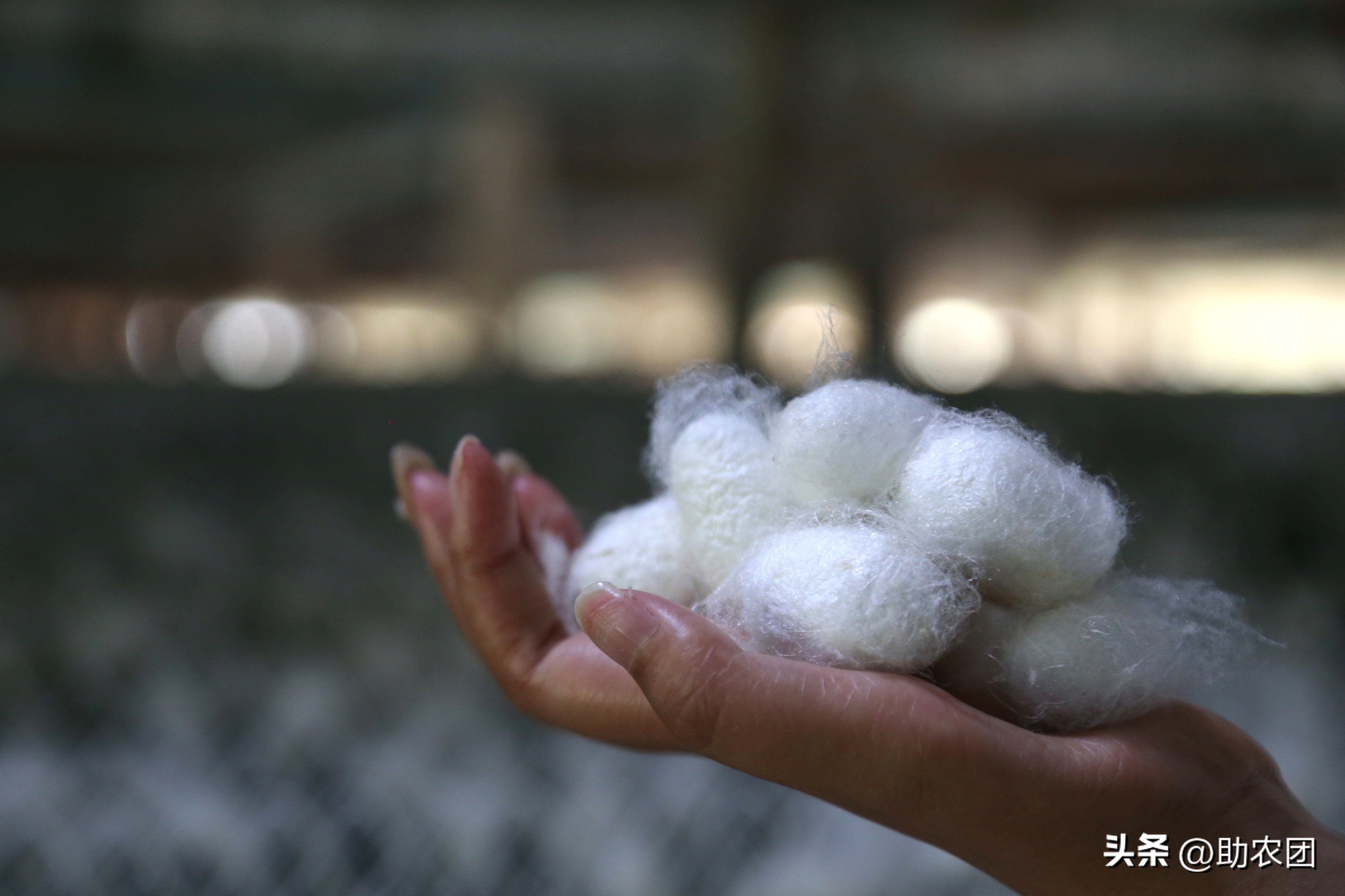 轮椅女孩开网店攒下70万返乡创业，租下150亩地养蚕能成功吗？