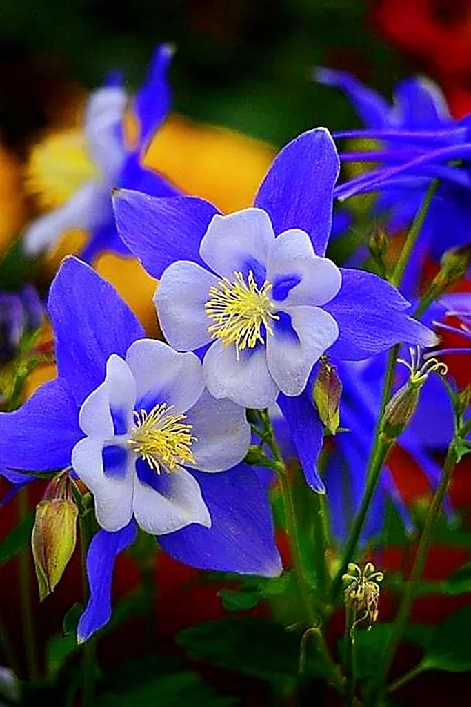 欣赏五颜六色的鲜花,五颜六色的鲜花太漂亮