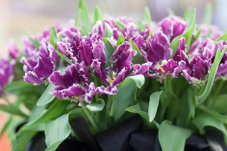 三月花事Vol.2|那些属于女神们的花