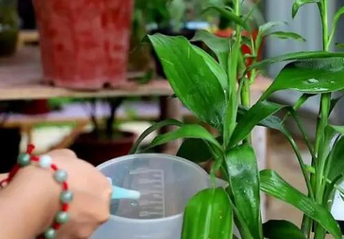 发财树的叶子剪掉后还会再长吗,发财树叶子发黄用什么药治疗