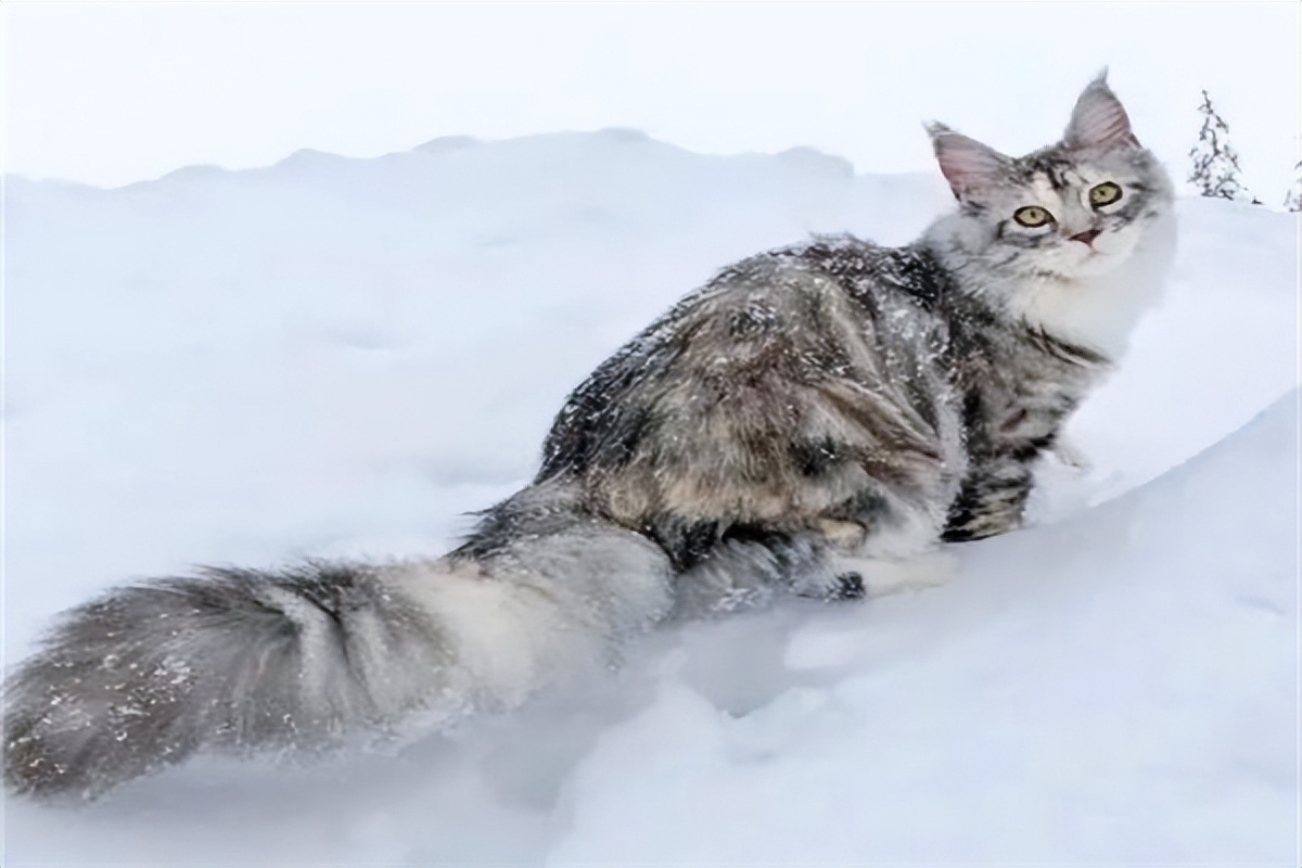 缅因猫兽多少钱一只,王子缅因猫