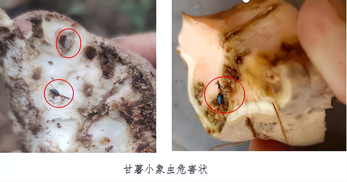 红薯病虫害土法治理,红薯早期病虫害