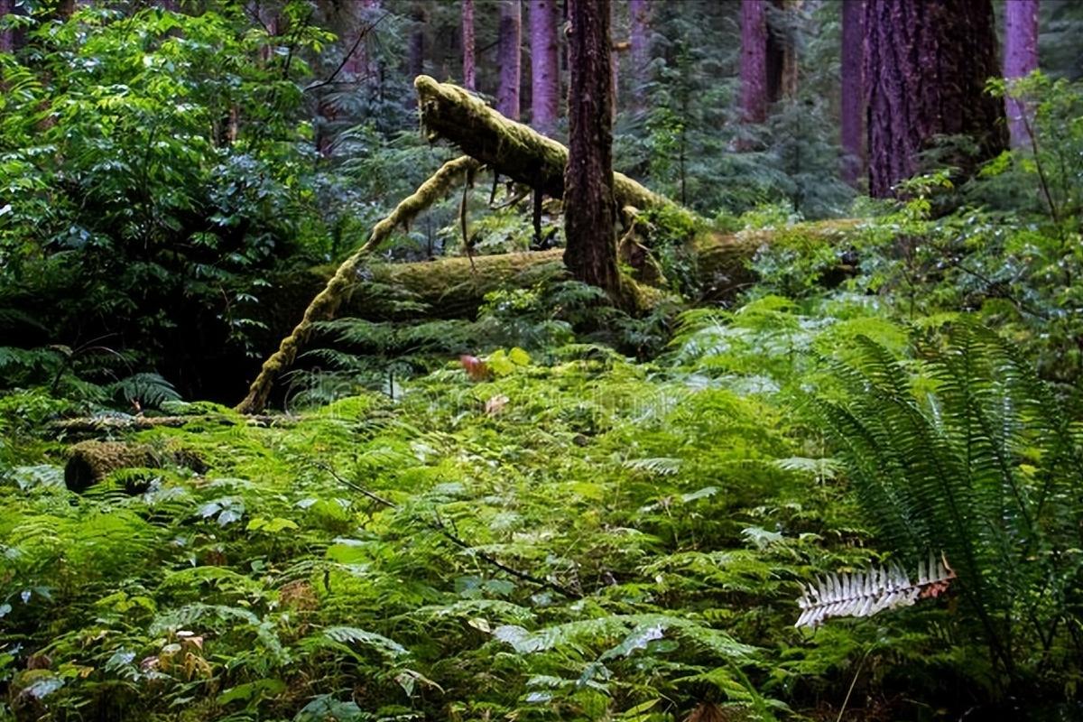 李商隐的夜雨寄北写于何年,李商隐的夜雨寄北表达什么