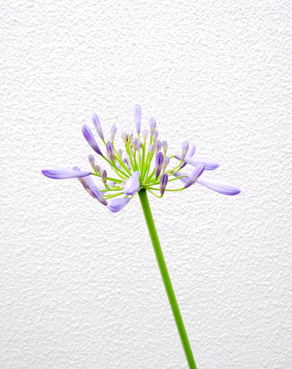 写物作文写作技巧学习,写物作文怎么写才能得高分