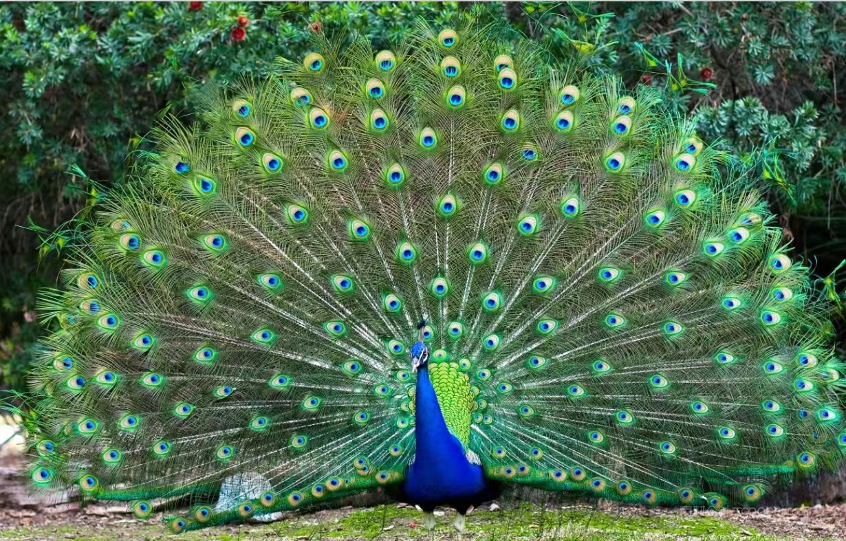 养孔雀主要靠什么赚钱,在农村养孔雀挣钱吗投资多少