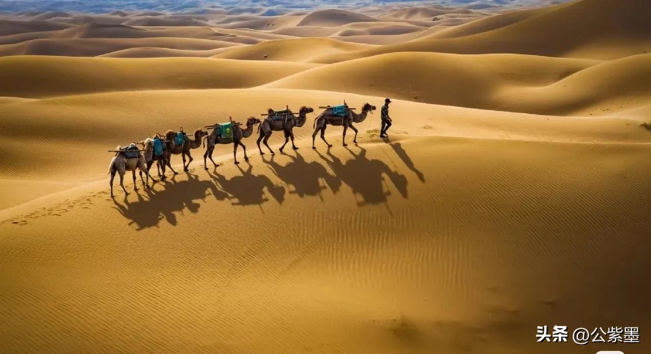 塞外凌寒日月长，大漠飞沙育胡杨，沙漠里不屈的灵魂---胡杨