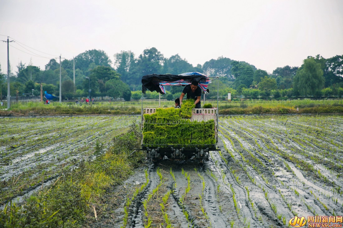 【镜观四川】六月至，宜莳秧！