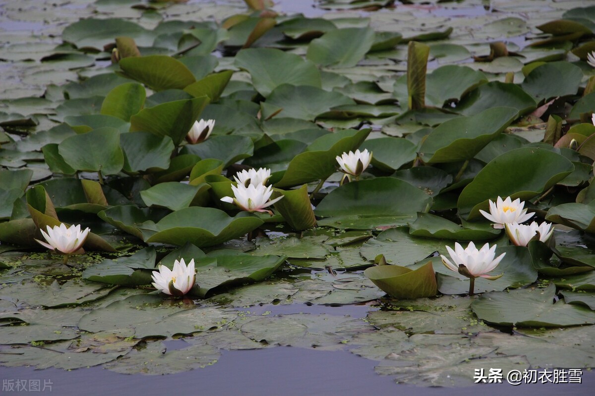 睡莲古诗文,睡莲的诗句古诗