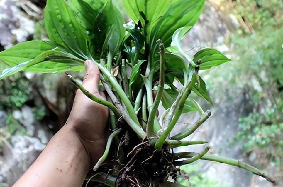 农村老人俗称“见血清”，2023价值极高，常在石缝边生长人见人挖