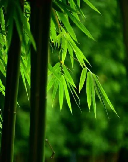 李白笔下绝美风景,李白笔下的山水