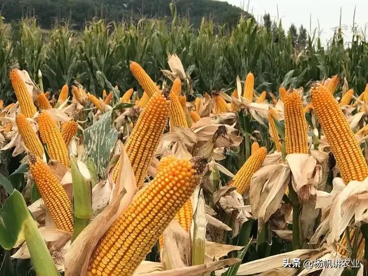 玉米种子1466好还是联创808好,玉米种子联创808和825哪个产量高