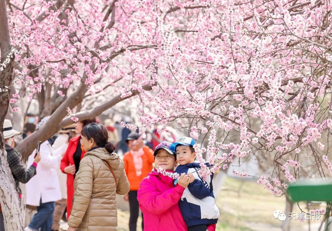 今年天津的桃花堤的桃花节是几号,天津桃花节旅游线路推介