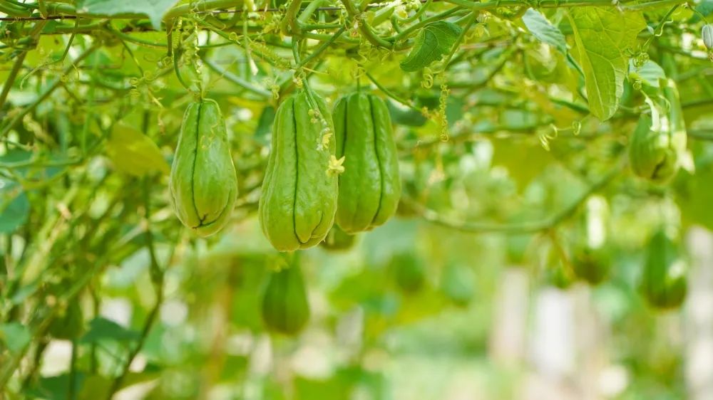 高产的佛手瓜,佛手瓜致富瓜图片
