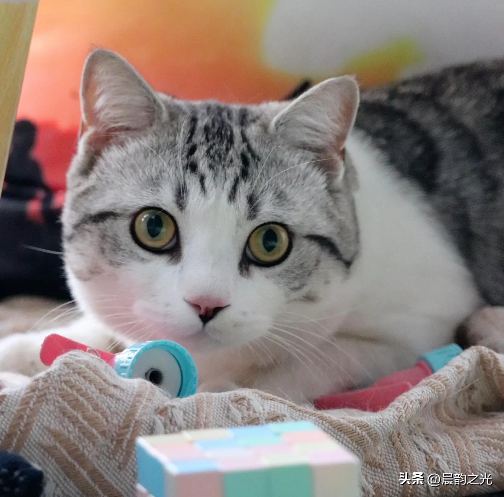 几百块钱买的猫靠谱吗,几百块的猫是真的吗