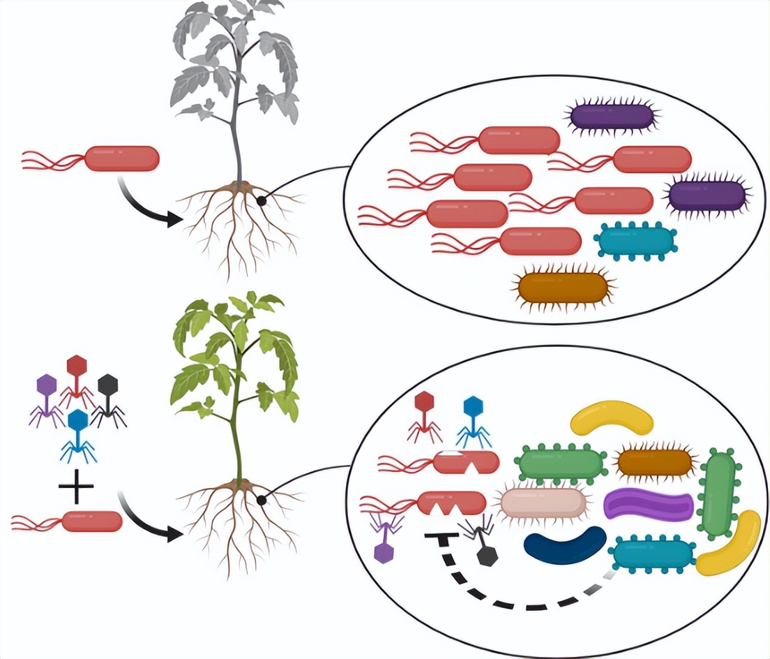 地下真菌网络：菌丝网络，在植物间信息传递、养分共享面的作用