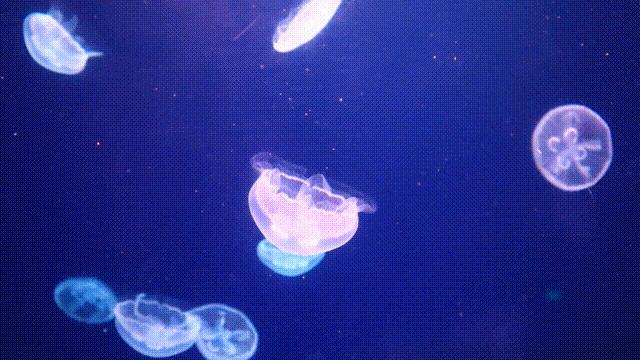 毕业季去伊犁,毕业季去西安