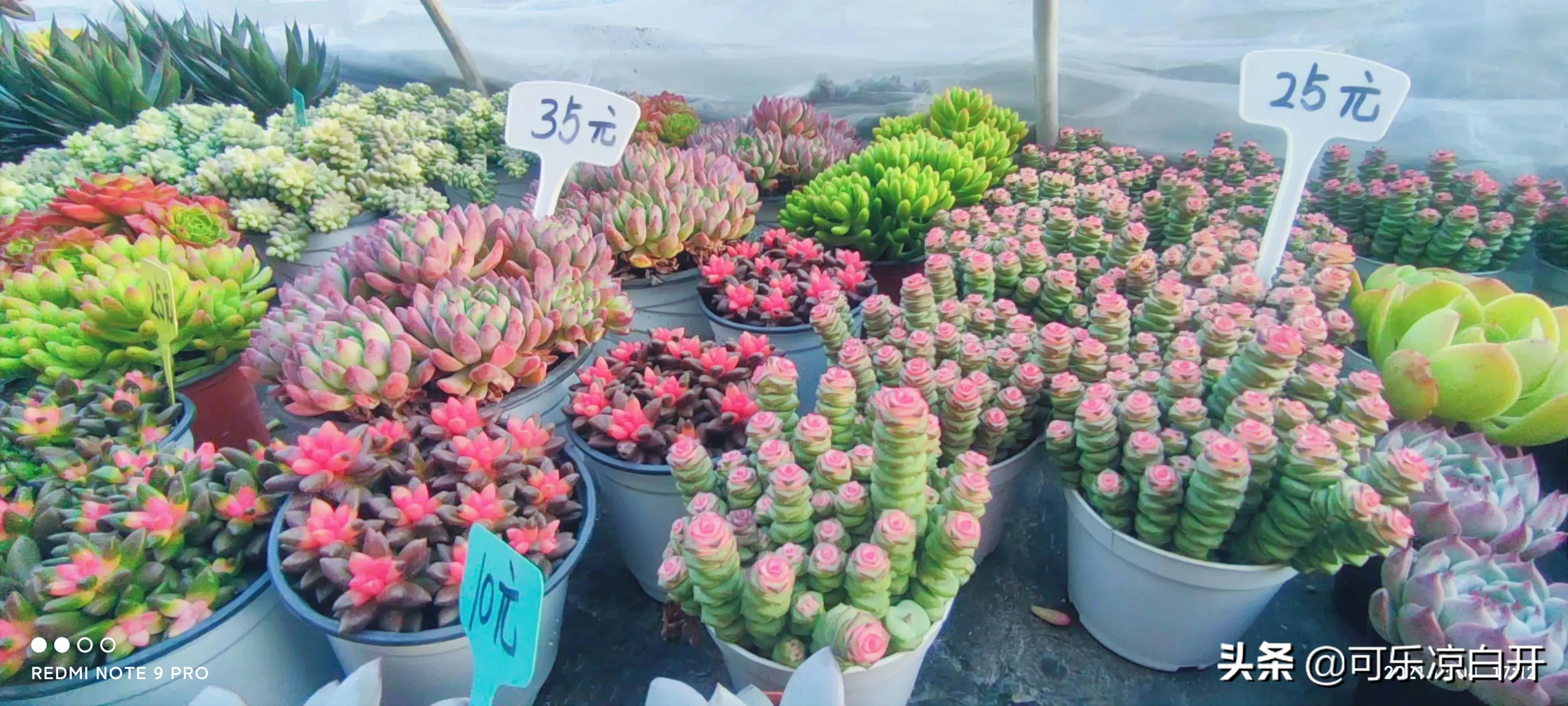 咸阳东风路秦苑花卉市场,咸阳文兴路花卉市场狗市怎么走