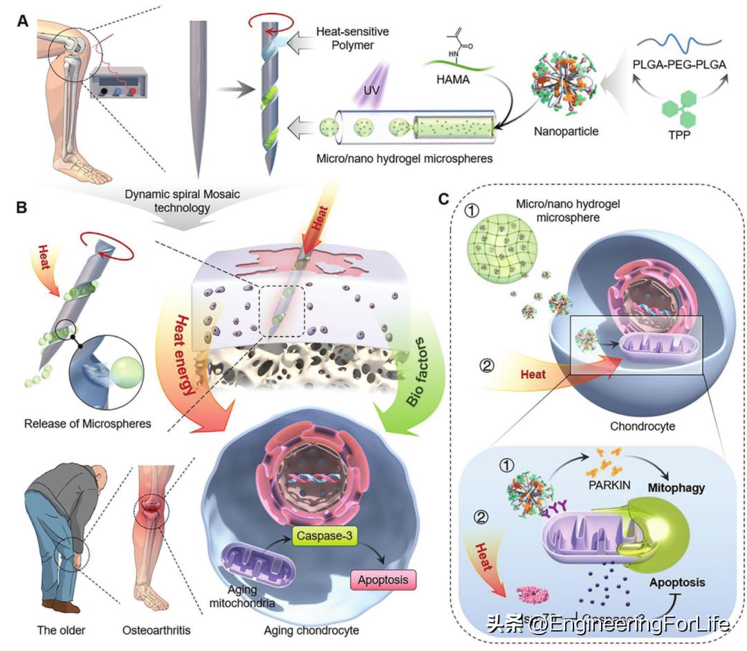 妙！微球嵌微针，一篇AFM