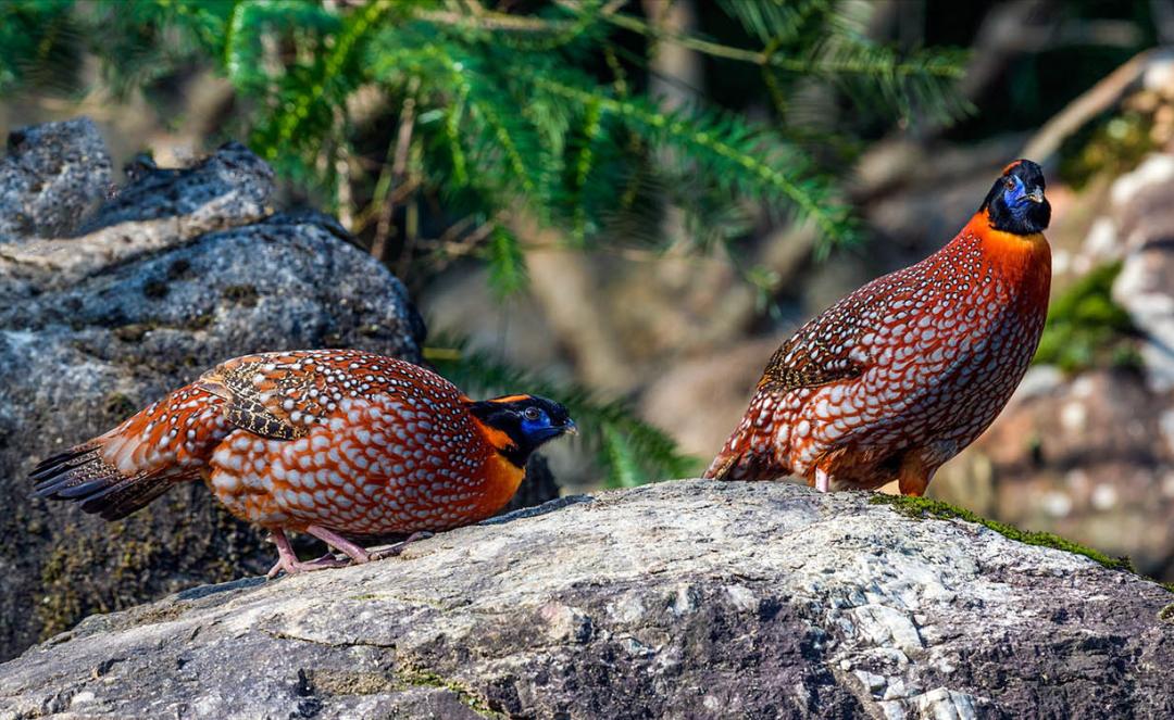 600只鸟图片,50张好看的鸟图片