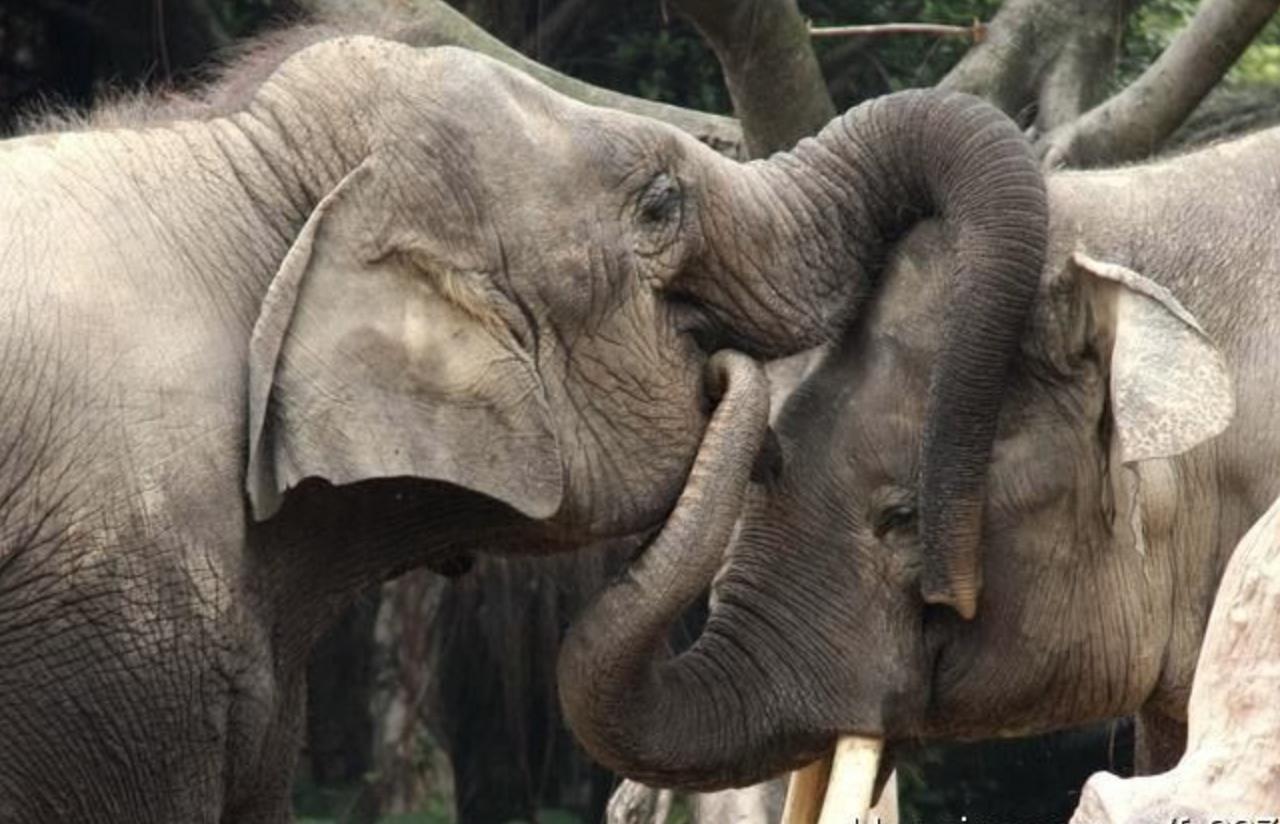 笨重的大象如何交配?