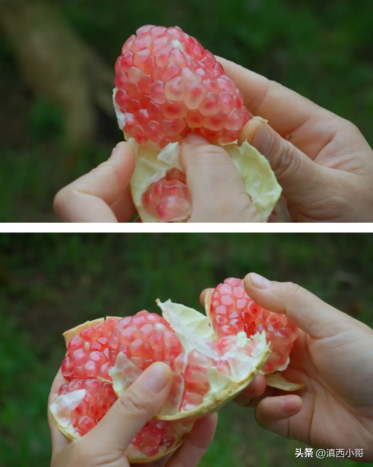 美丽的红宝石石榴,一席一果