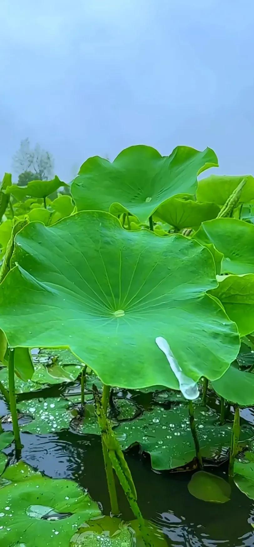 夏至荷花荷叶图片,夏至时节荷花正美图片