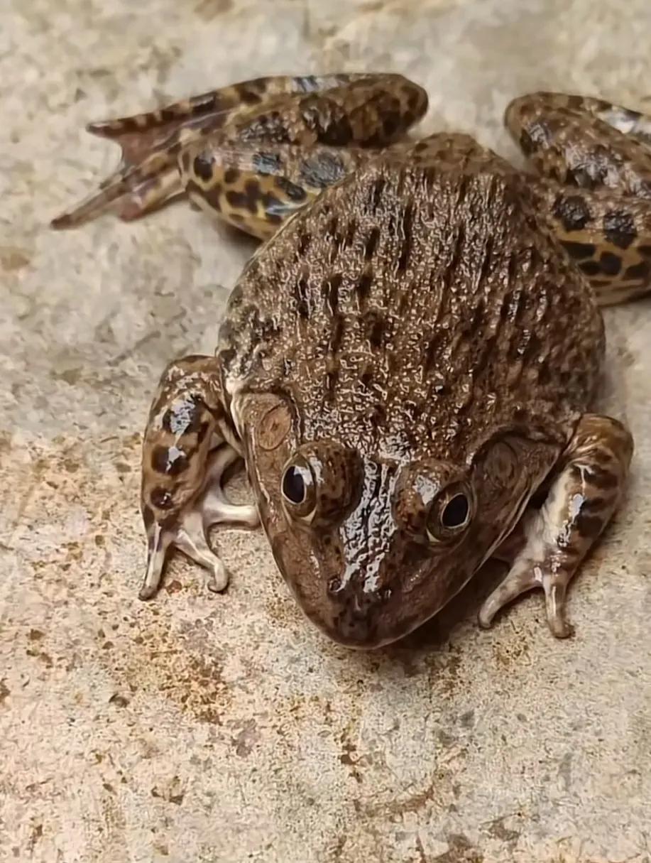 广州的青蛙叫什么,湖南的青蛙叫什么