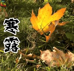 兔年最后一个节气,兔年日历节气