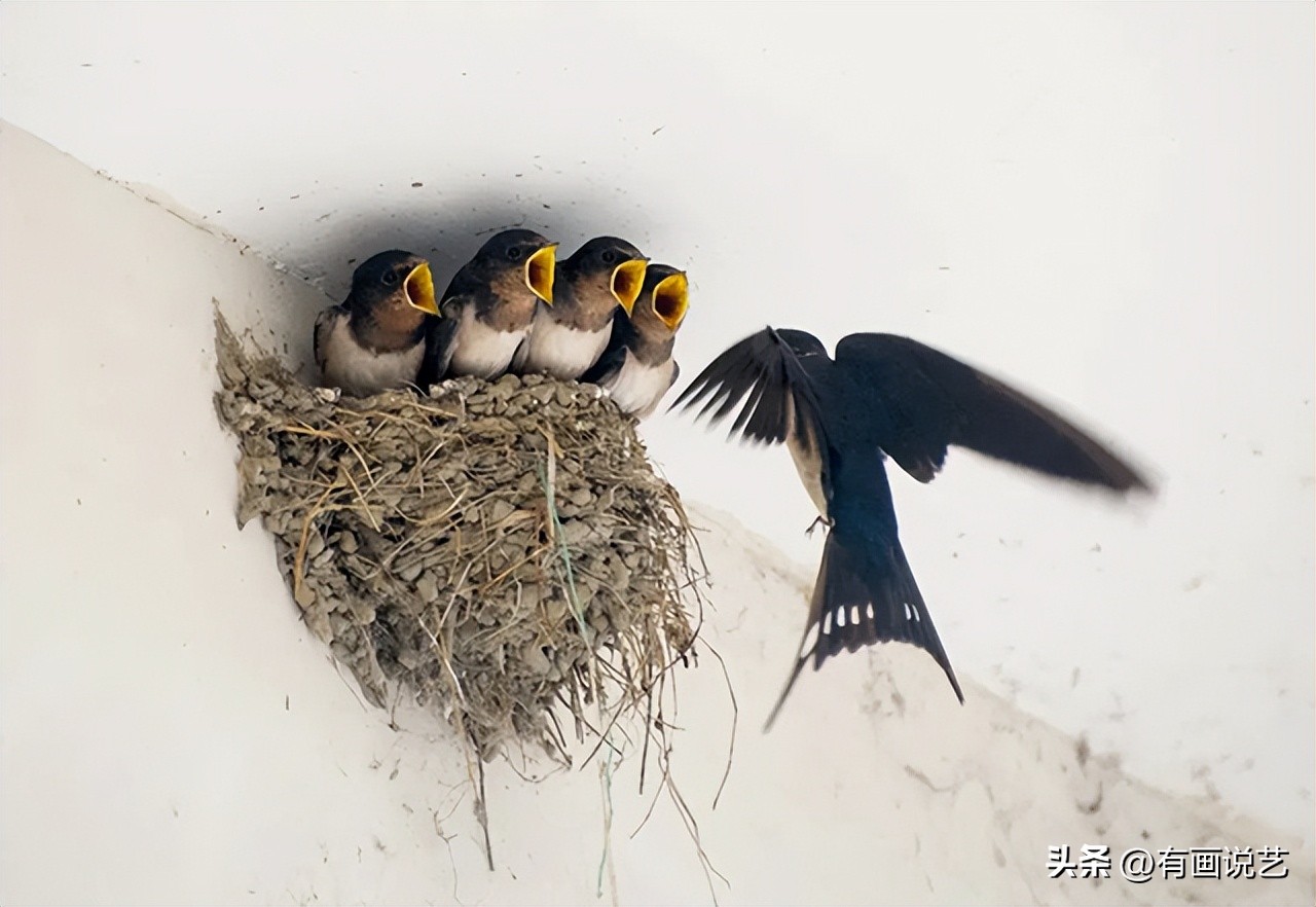 回族为什么不吃猪肉？满族为什么不吃狗肉？那汉族不吃什么肉呢？