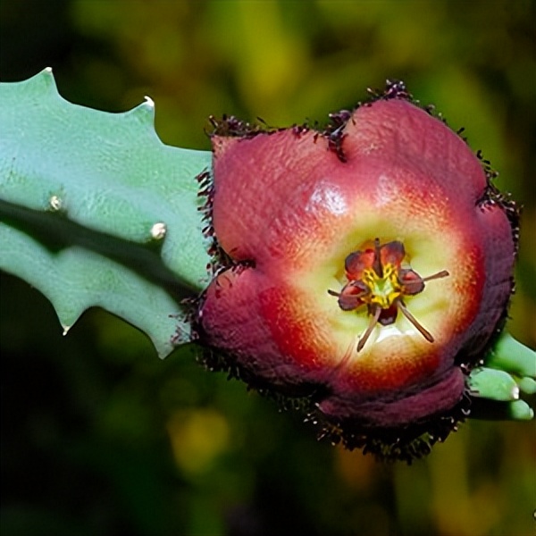 102个大类近500个多肉植物图片，都极其美丽，建议在家中也养一盆