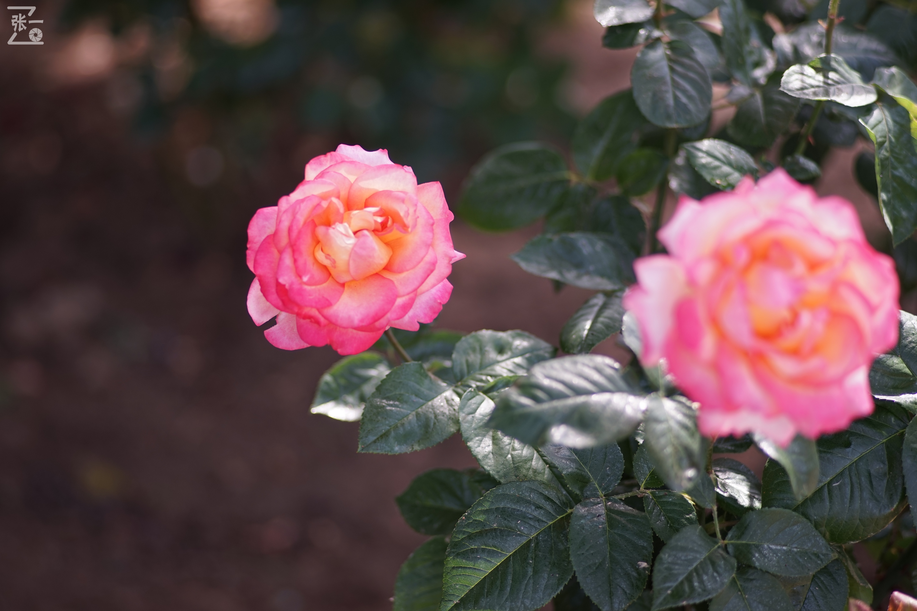 蔡司sonnar50毫米,蔡司sonnar镜头生产年份