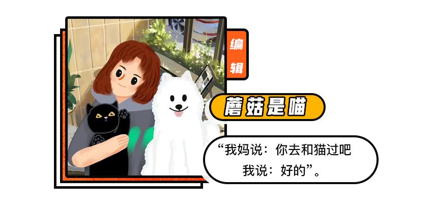 20多斤巨型橘猫,20斤的流浪橘猫