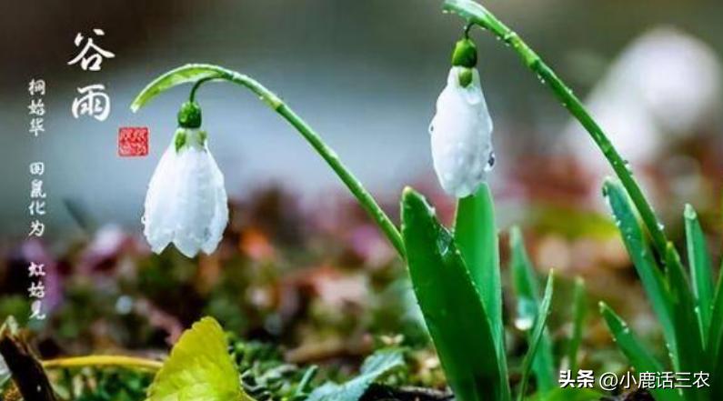 谷雨对农村有什么说法,老一辈对谷雨的说法