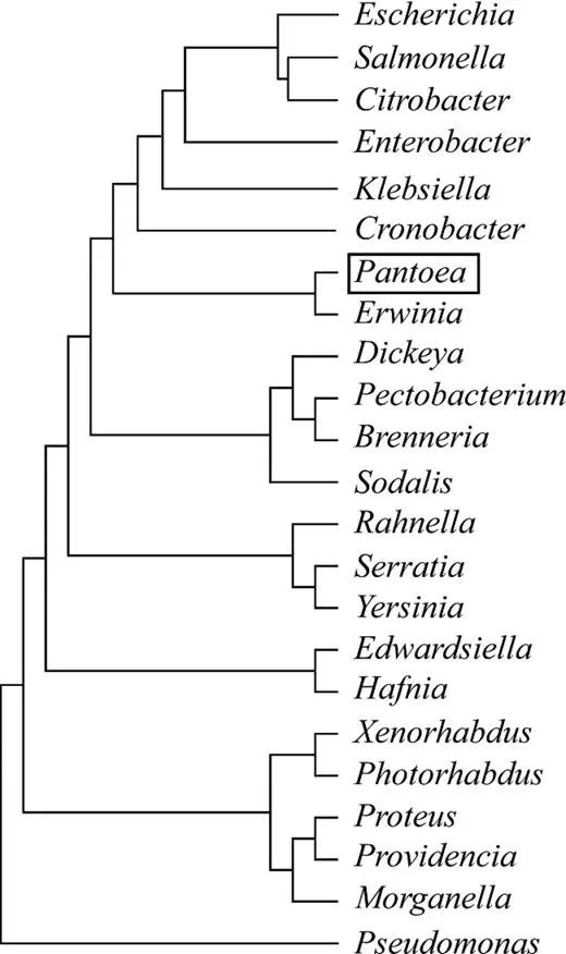 Pantoea,泛菌属——肠道内善恶兼备的神秘细菌