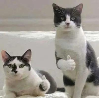 拉屎比以前臭了怎么回事,每天拉屎为啥还那么臭