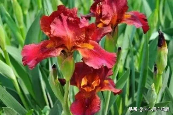 鸢尾花的寓意是,鸢尾花的寓意和象征风水