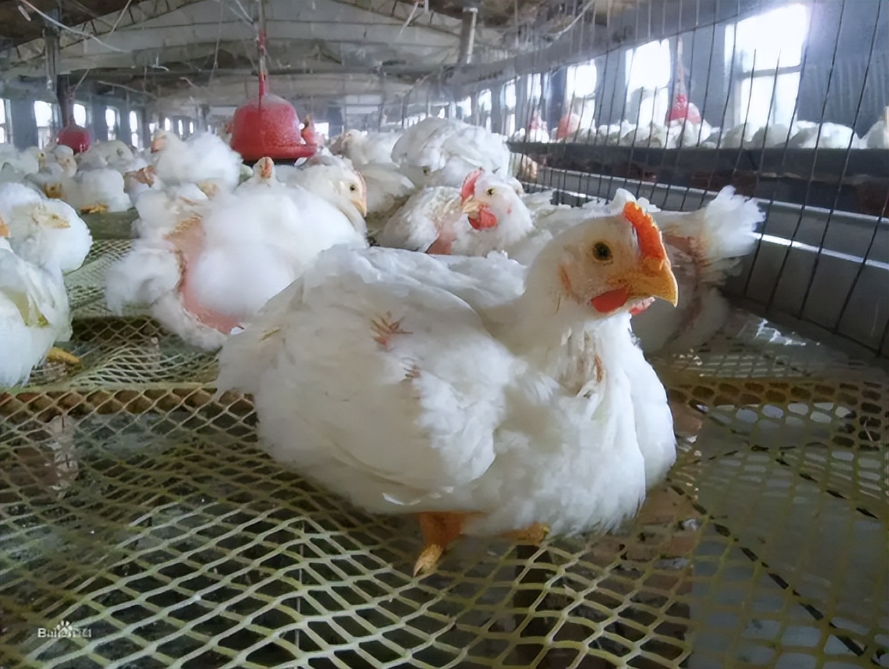 鸡拉白色水便精神萎靡,鸡拉黄色稀粪什么病菌引起的