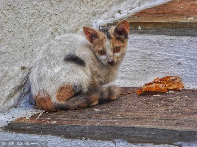 家里的宠物死了还能养吗,宠物在家里死了有忌讳吗