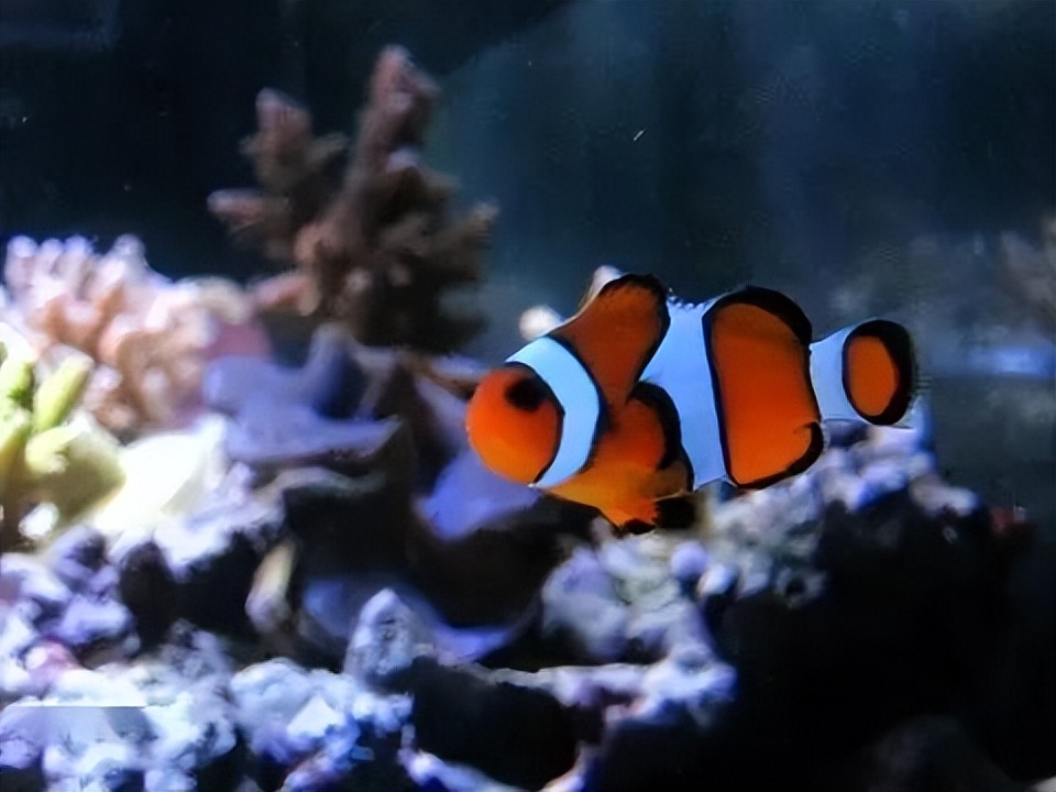 海水珊瑚缸鹦鹉螺,海水缸珊瑚视频大全