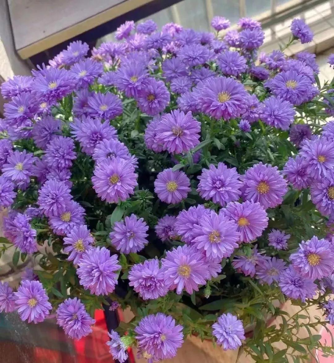 查找各种花的名称,一起来认识各种颜色