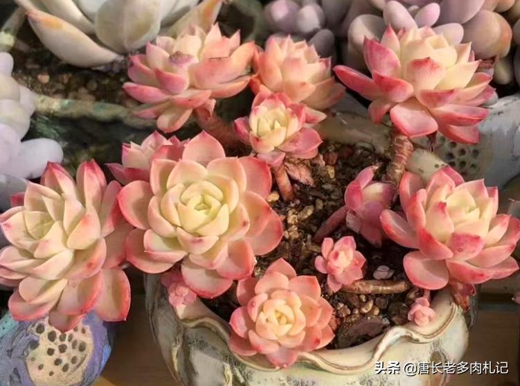 多肉哈密瓜,多肉哈密瓜是贵货吗