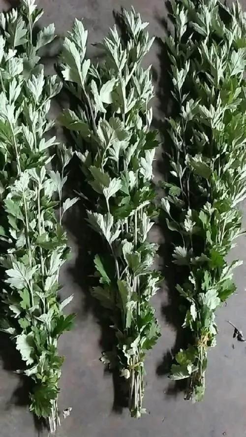 艾草蚊香液工厂店,艾草蚊香棒驱蚊家用第一名