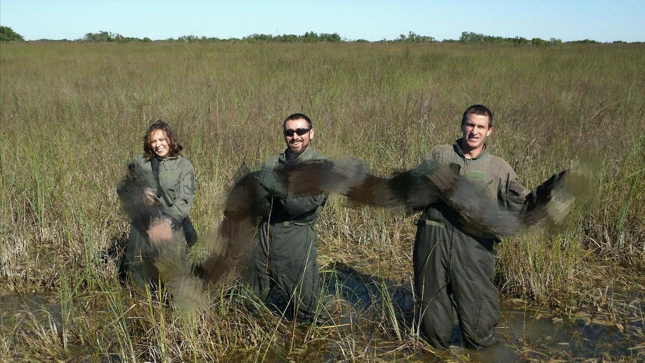 美国佛州最大缅甸蟒,美国蟒蛇泛滥原因