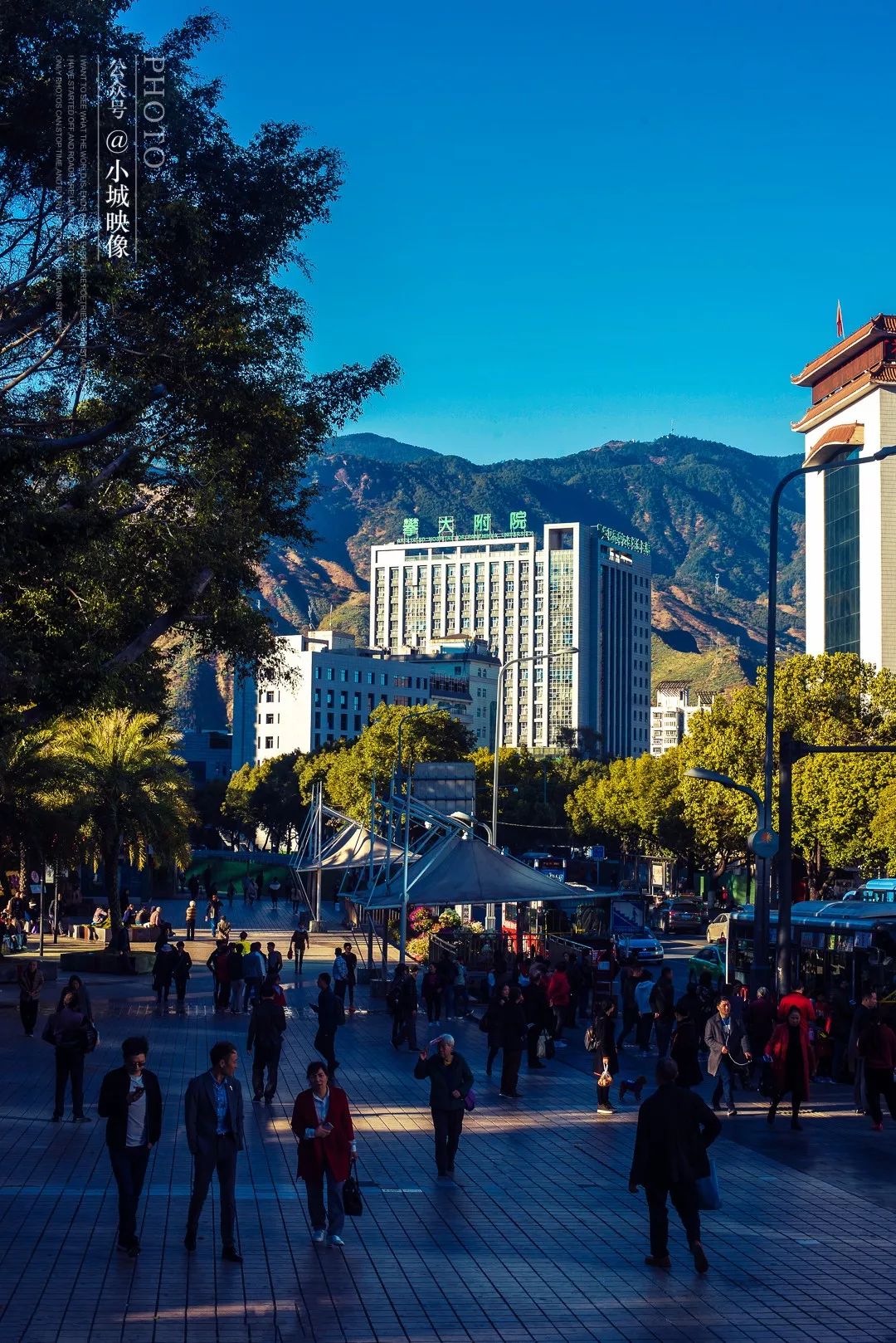 攀枝花是一种什么花,什么是攀枝花铁树