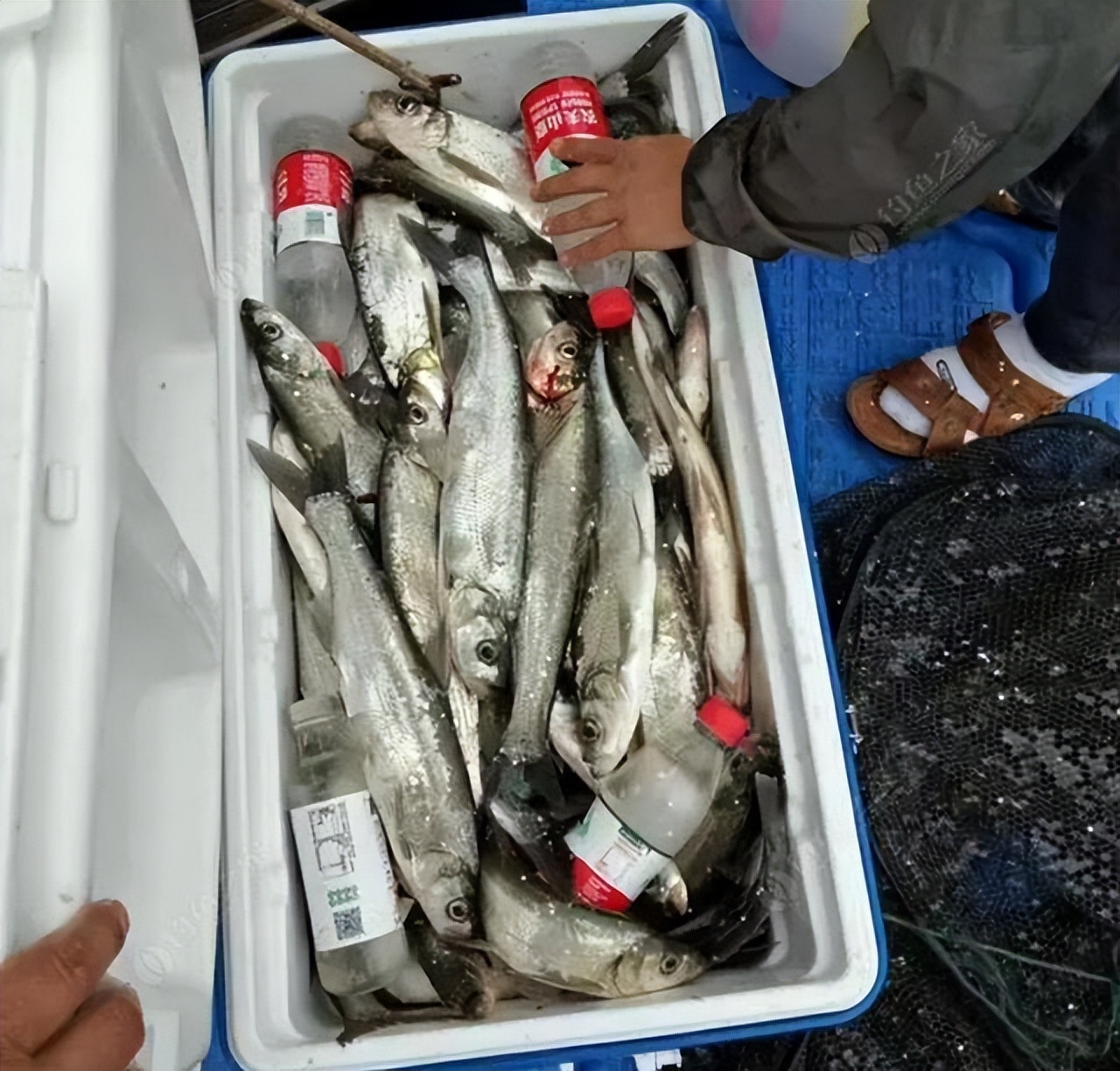 钓鱼泥鳅党被抓,惩治泥鳅党现场