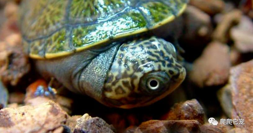 巨型侧颈龟成体,亚马逊雨林巨型侧颈龟