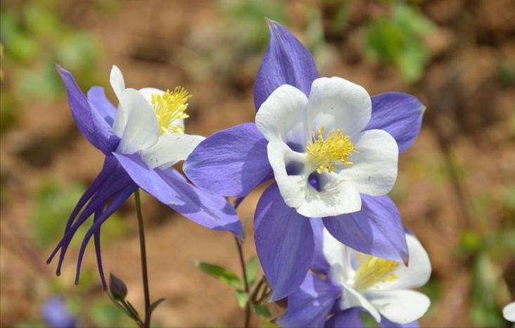 五片花瓣的小花，虽平淡无奇，但却惊艳了双眸！