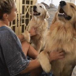 金毛和拉布拉多谁的战斗力更强,金毛和拉布拉多哪个大一些