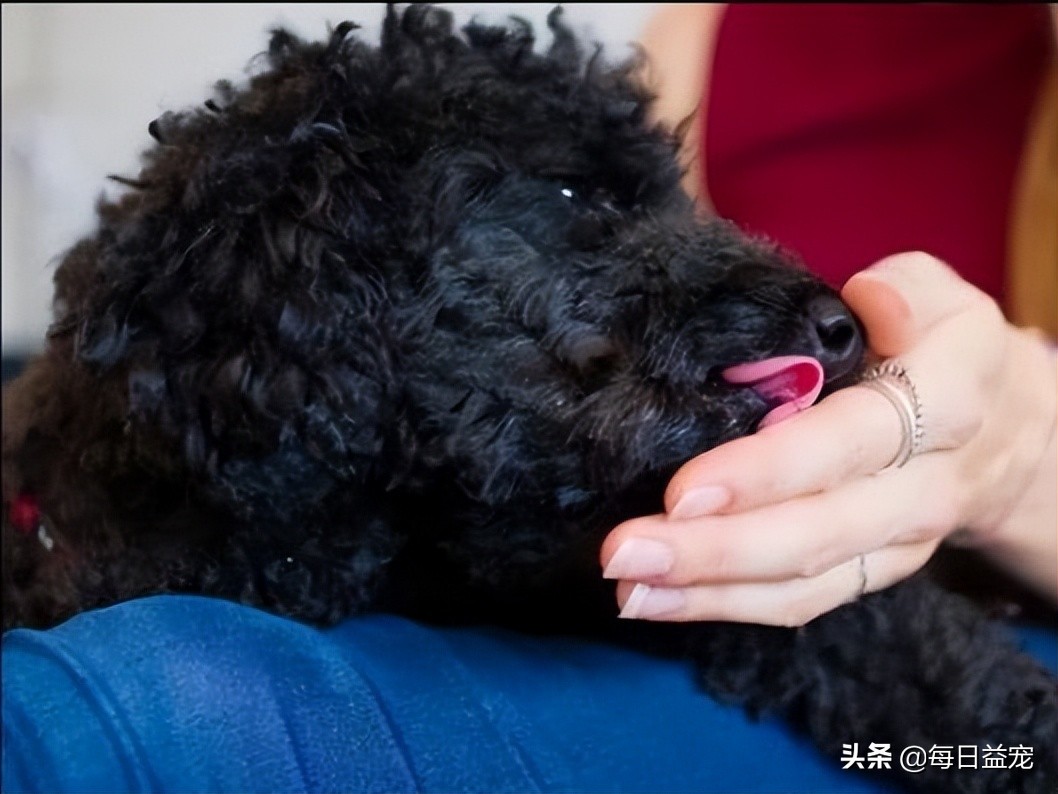 泰迪犬舔人脸是什么意思呀,泰迪犬十大心机